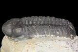 Bargain, Reedops Trilobite Fossil - Good Eye Facets #68655-4